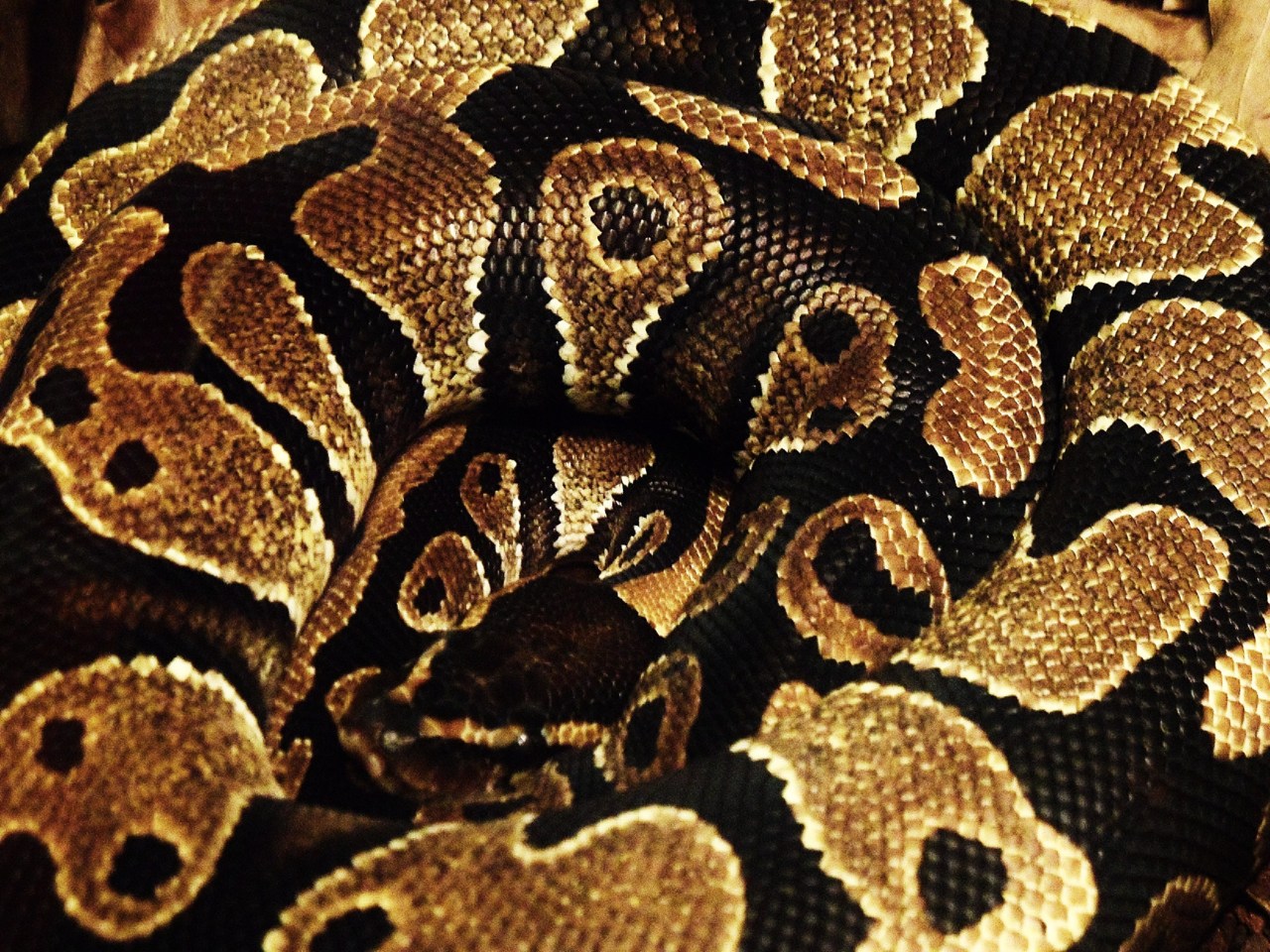 Eva Kittelsen Photography Snake – Eva Kittelsen